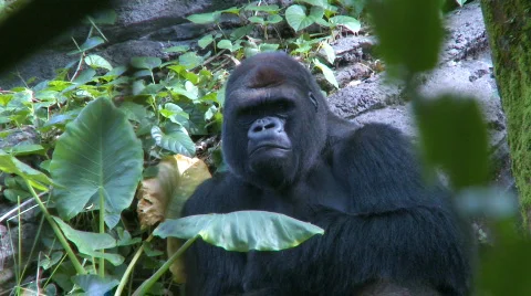 Gorilla Looking at the Camera Stock Footage 289603