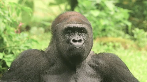 Gorilla looking at camera Stock Footage 274356786