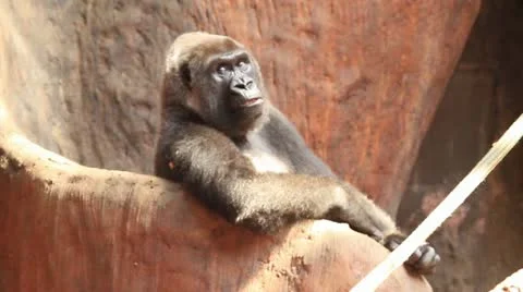 Gorilla Looking Casual Stock Footage 22428914