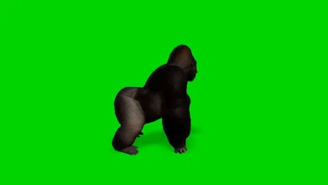 Gorilla Looking on Green Screen 01 Stock Footage 228766209