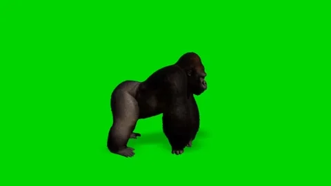 Gorilla Looking on Green Screen 스톡 동영상 228766198
