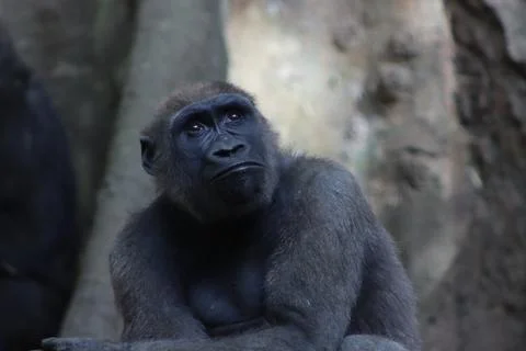 Gorilla looking up Stock Photos