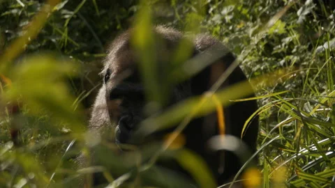 Gorilla looking up through grass Stock Footage 162480115