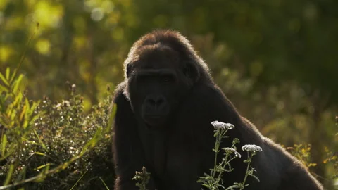 Gorilla looking towards camera Close up Stock Footage 162480372