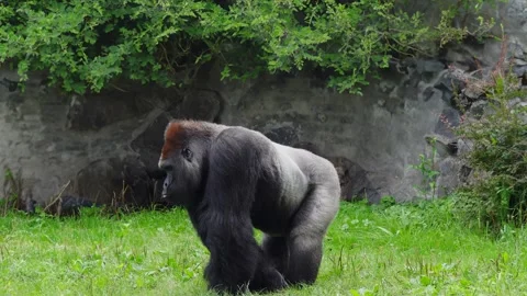 Gorilla looks in different directions and eats Stock Footage 277336089