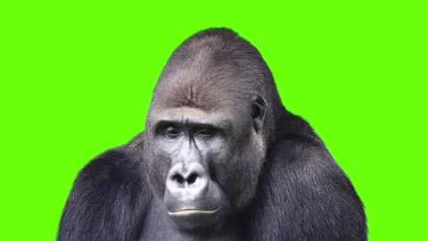 Gorilla looks at different sides on a green screen Stock Footage 330574160