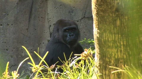 Gorilla looks Stock Footage 283043