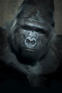 Gorilla low key Stock Photos
