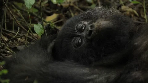 Gorilla lying on the ground in the forest Stock Footage 103805626