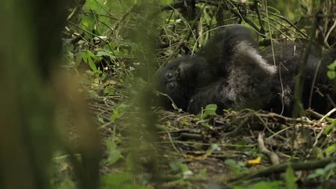 Gorilla lying on the ground in the forest Video stock 103805724