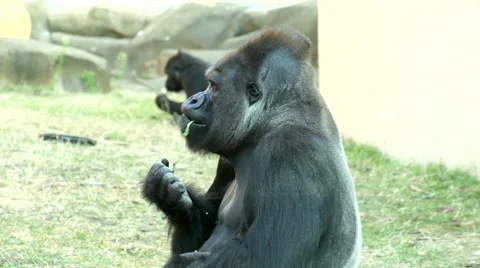 A gorilla male, severe silverback, side view, eating green broccoli. Stock Footage 43072192