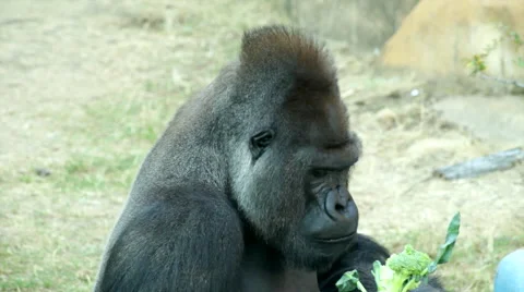 A gorilla male, severe silverback, side view close up, eating green broccoli. Stock Footage 43072584