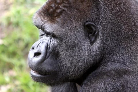 Gorilla (Männchen) Foto stock