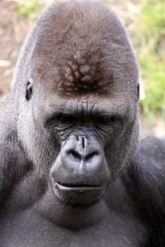 Gorilla (Männchen) Stock Photos