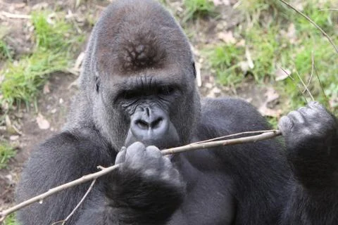 Gorilla (Männchen) Stock Photos