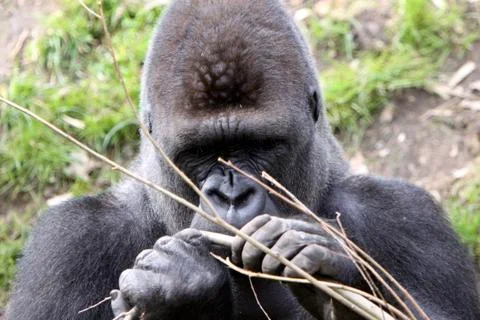 Gorilla (Männchen) Stock Photos