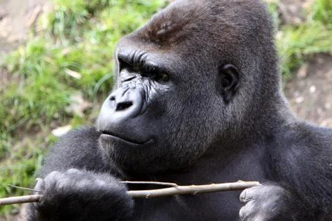 Gorilla (Männchen) Stock Photos