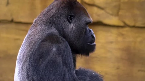 Gorilla on a meadow in fall in slow motion Stock Footage 310343414
