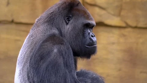 Gorilla on a meadow in fall in slow motion Stock Footage 310343452