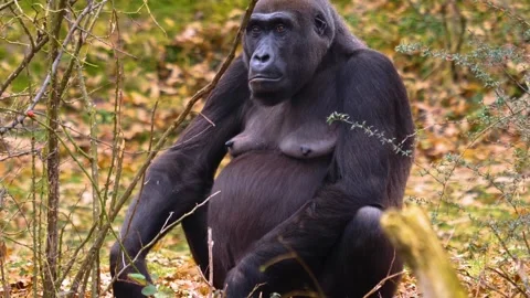 Gorilla on a meadow in fall in slow motion Stock Footage 310343556