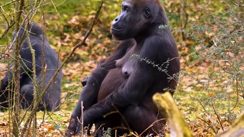 Gorilla on a meadow in fall in slow motion Stock Footage 310343557
