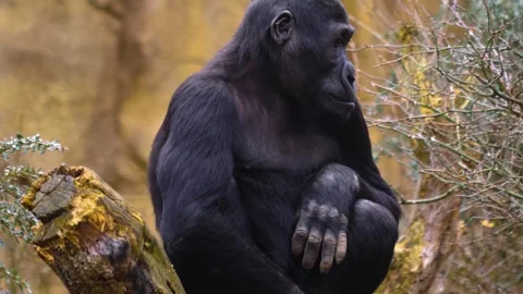 Gorilla on a meadow in fall in slow motion Stock Footage 310343602