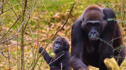 Gorilla on a meadow in fall in slow motion Stock Footage 310343613