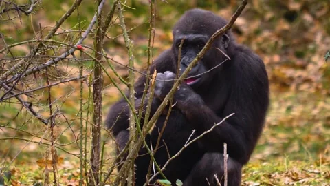Gorilla on a meadow in fall in slow motion Stock Footage 310343631