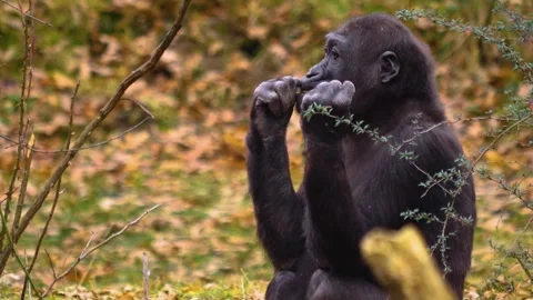 Gorilla on a meadow in fall in slow motion Stock Footage 310343657
