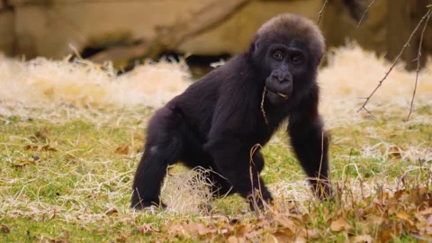 Gorilla on a meadow in fall in slow motion Stock Footage 310343667