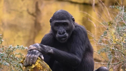 Gorilla on a meadow in fall in slow motion Stock Footage 310343670