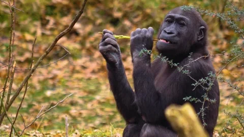 Gorilla on a meadow in fall in slow motion Stock Footage 310343674