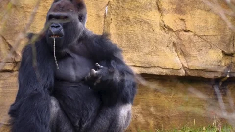 Gorilla on a meadow in fall in slow motion Stock Footage 310343681