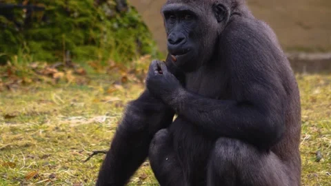 Gorilla on a meadow in fall in slow motion Stock Footage 310343708