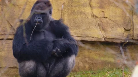 Gorilla on a meadow in fall in slow motion Stock Footage 310343738