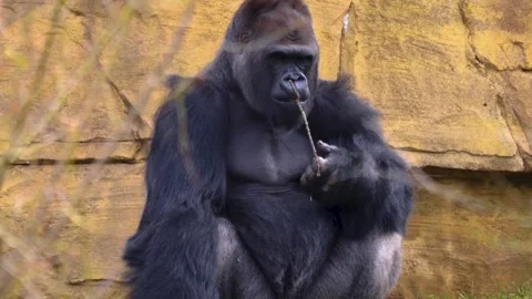 Gorilla on a meadow in fall in slow motion Stock Footage 310343742