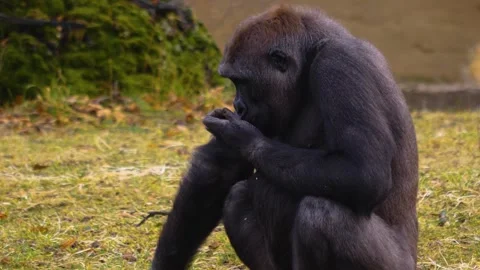 Gorilla on a meadow in fall in slow motion Stock Footage 310343743