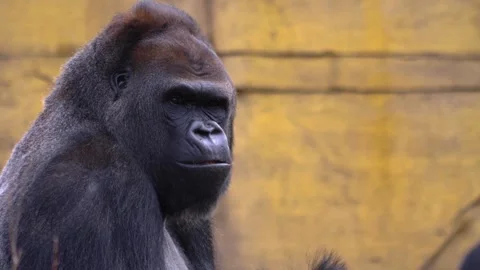 Gorilla on a meadow in fall in slow motion Stock Footage 310343753
