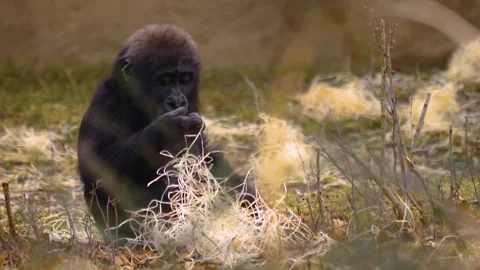 Gorilla on a meadow in fall in slow motion Stock Footage 310343792