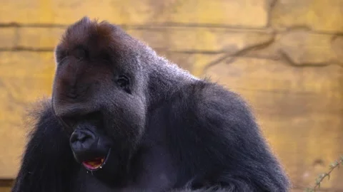 Gorilla on a meadow in fall in slow motion Stock Footage 310343798