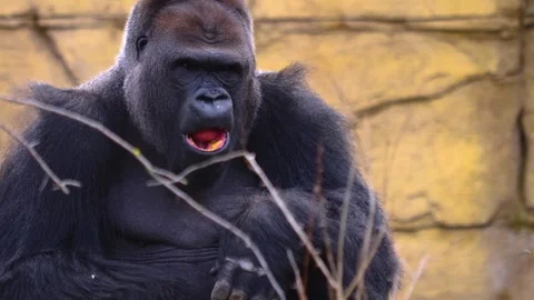 Gorilla on a meadow in fall in slow motion Stock Footage 310343822