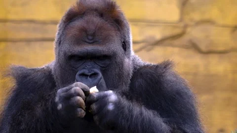 Gorilla on a meadow in fall in slow motion Stock Footage 310343847
