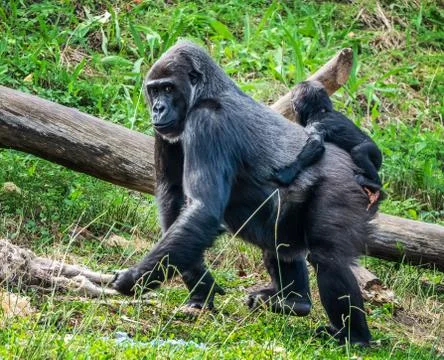 The gorilla monkey carries on its back its baby Stock Photos