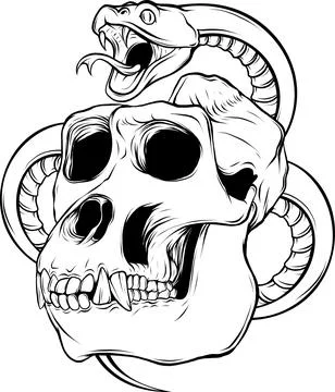 Gorilla monkey skull in black and white outline Stock Illustration
