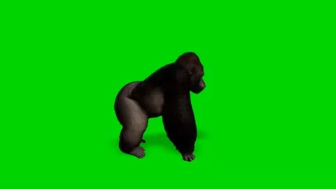 Gorilla Monkey Walking on Green Screen 02 Stock-Footage 228766203