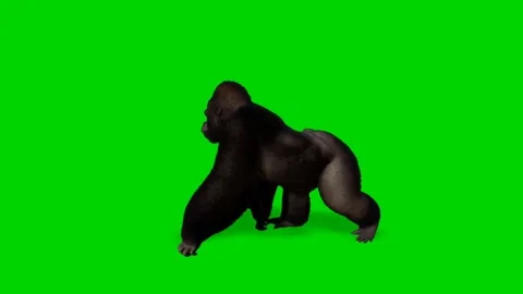 Gorilla Monkey Walking on Green Screen 01 Stock Footage 228766204