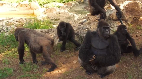 Gorilla monkeys in a zoo Видео 77655419