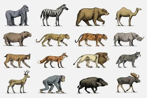 Gorilla, moose or eurasian elk, camel and deer, rhinoceros. hare, wolf and bear Stock Illustration