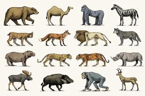 Gorilla, moose or eurasian elk, camel and deer, rhinoceros. hare, wolf and bear Stock Illustration