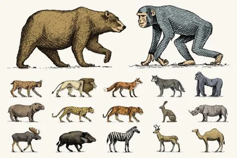 Gorilla, moose or eurasian elk, camel and deer, rhinoceros. hare, wolf and bear Stock Illustration
